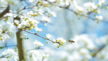 Natural Remedies for Seasonal Asthma and Allergies