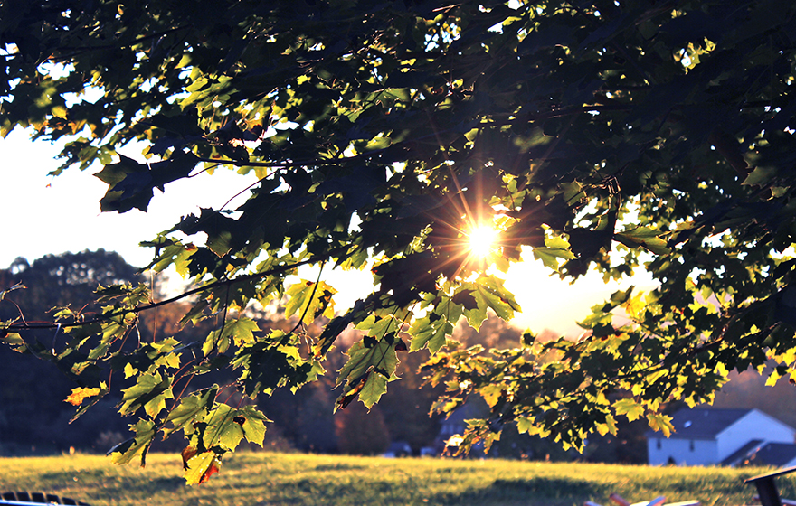 Natural Remedies for Seasonal Asthma and Allergies Lifetime Daily